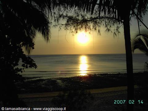 Low sun reflecting on calm sea between palms and dark branches