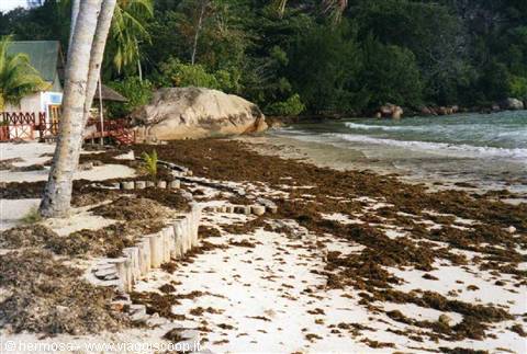 beach covered with brown seaweed, wooden posts, palm tree and granite boulders