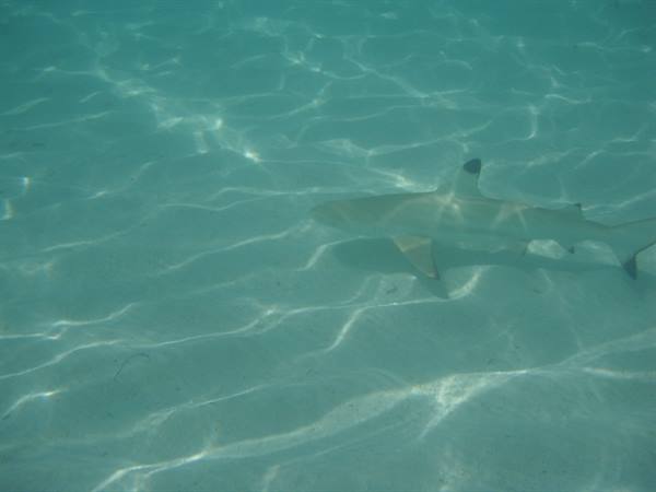 Shark