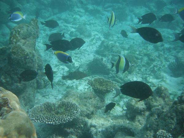 Tropical fish and coral underwater, sunlight filtering through clear water