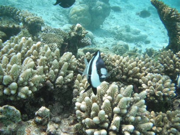 Black and white bannerfish swims among pale corals in clear water