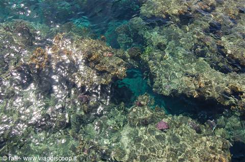 the coral reef