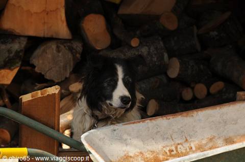 Black and white border collie dog crouching among stacked firewood