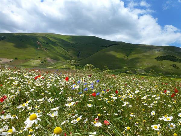 Poppies and daisies blooming on the Castelluccio di Norcia plateau