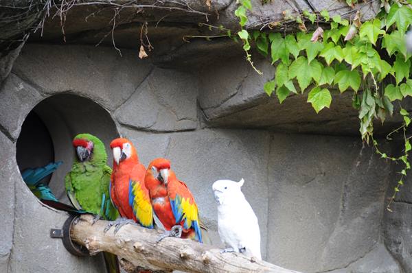 Macaws and a white cockatoo perched on a branch in front of a rock wall