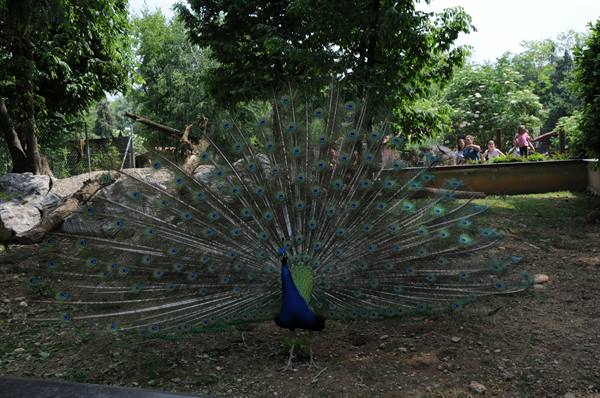 Peacock fanning its tail in the park, visitors beyond the fence