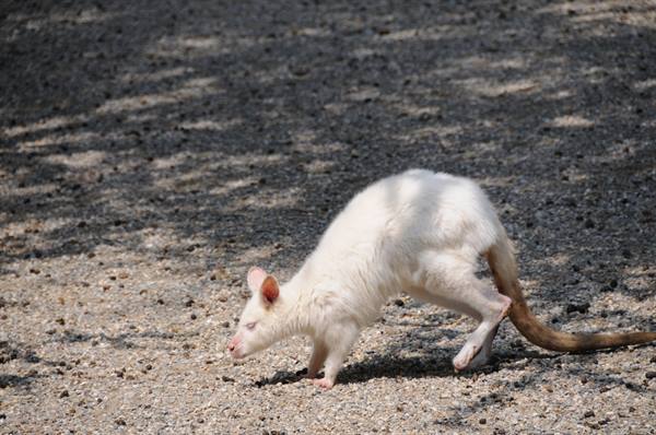 Albino wallaby walking on dark gravel in sunlight