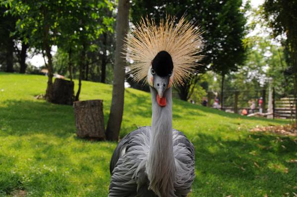 Grey crowned crane with golden crest staring at camera among trees and green grass