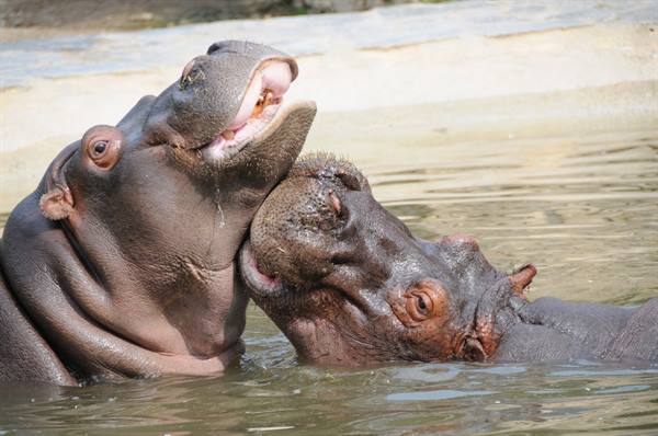 Two hippos in water touch muzzles with open mouths