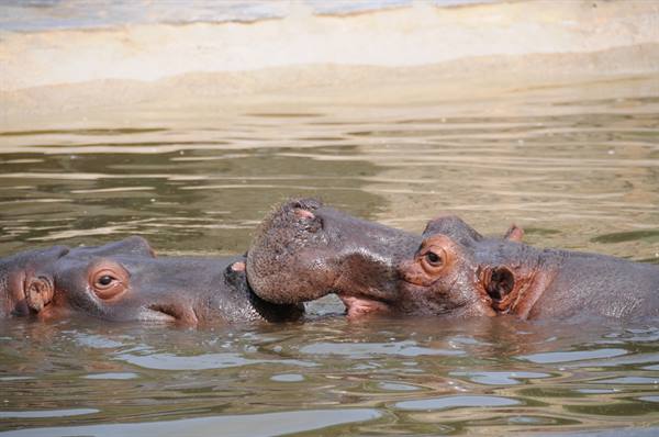 Two hippos in murky water, one touching the other's snout