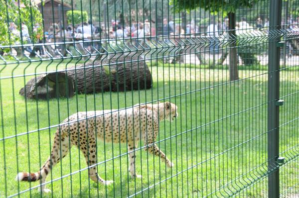 Cheetah walking on grass behind a green metal fence, visitors in background
