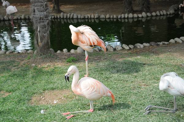 Pink flamingos resting on grass near a pond in a park