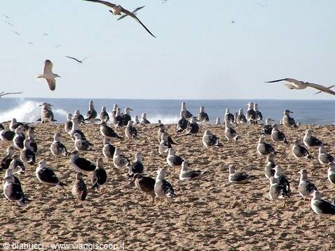 FIGUEIRA DA FOZ, BETWEEN LEIRIA COIMBRA AND PORTO, BEACH WITH OCEANIC GULLS, THE SEAGULLS