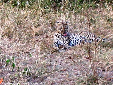 Leopard resting in dry grass, tongue out, photographed in the savannah