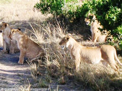 Lionesses and cubs resting among dry grass and green bushes on savannah
