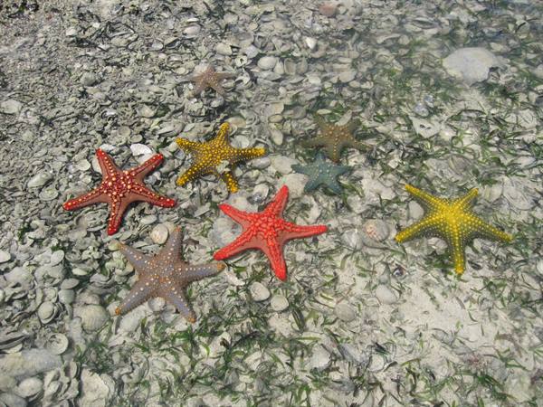 Starfish at Prison Island