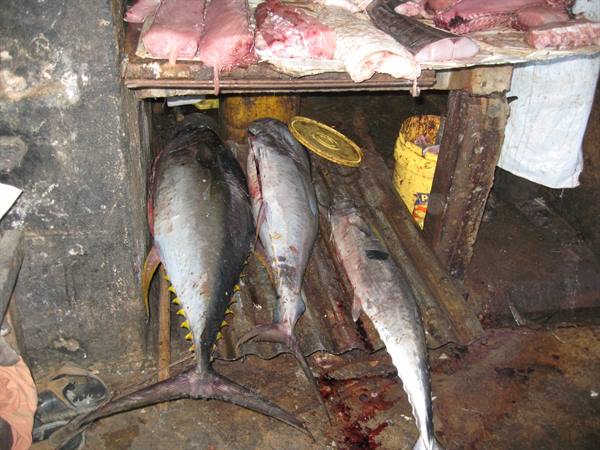 Stone Town - Fish market - Among these a yellowfin tuna