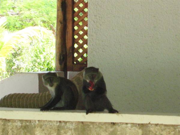 Dongwe Village - Little monkeys on our small balcony