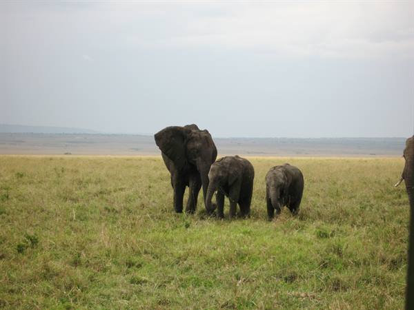 Masai Mara - august 2008 - Mother elephant and babies