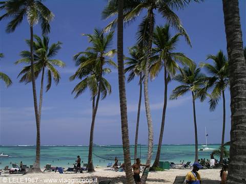 the tropical palms