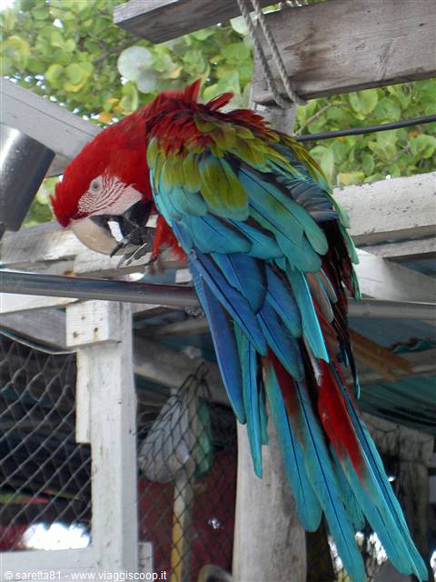 Red and blue scarlet macaw perched on a wooden frame
