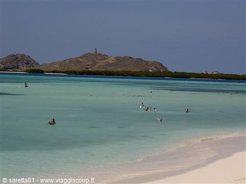 Birds swim in turquoise water by white sand and dry hill, Los Roques