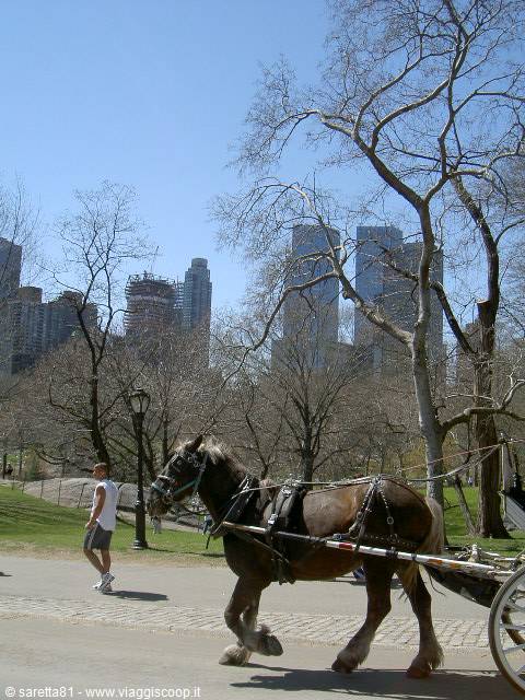Carriage horse walking through Central Park, skyscrapers behind bare trees