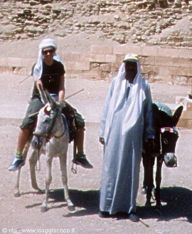 Donkeys