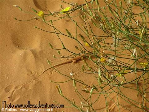 Sand lizard