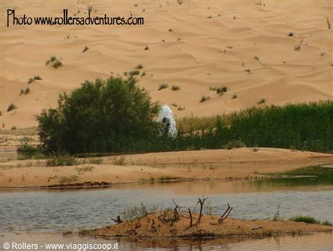 Spring 2 'Wahad'