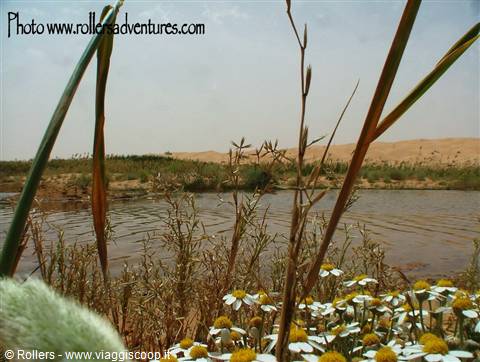 Spring 2 'Wahad'