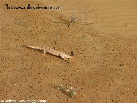 Sand monitor