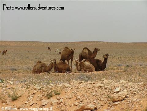 Dromedaries