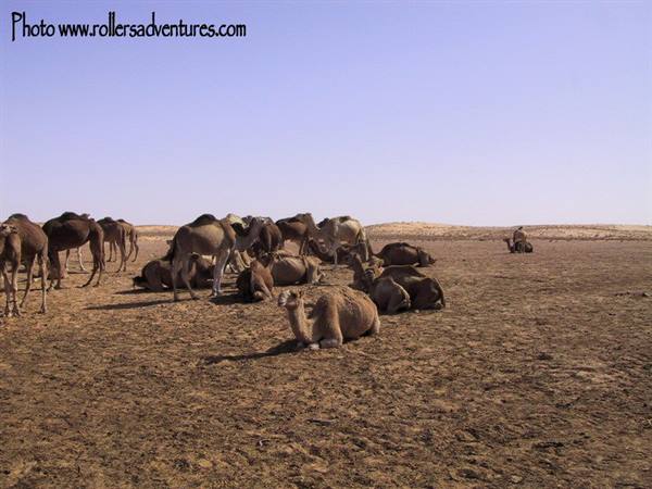 Dromedaries