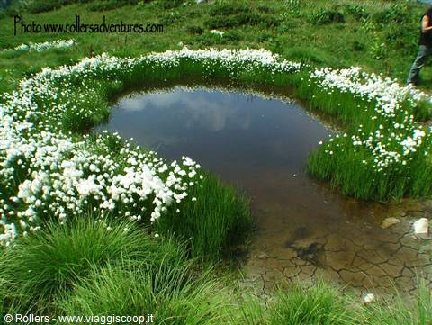 Little lake