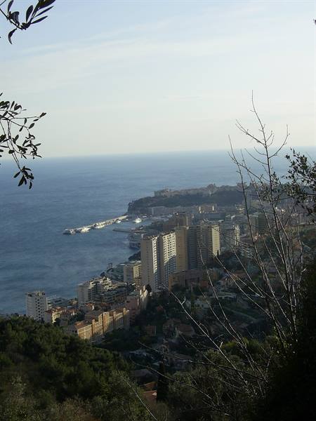 High-rises above Monaco harbor, calm sea, branches in the foreground