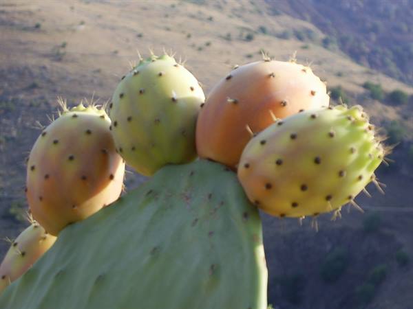 prickly pears