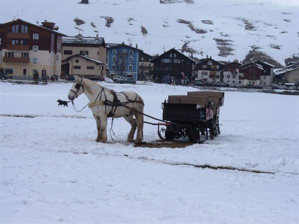 White horse pulling a wooden carriage on snow in front of village houses