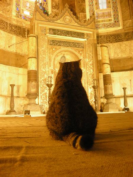 Cat facing the marble mihrab of Hagia Sophia, warm golden light