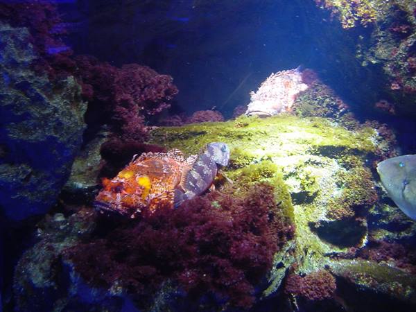 Red scorpionfish among algae-covered rocks in aquarium tank light