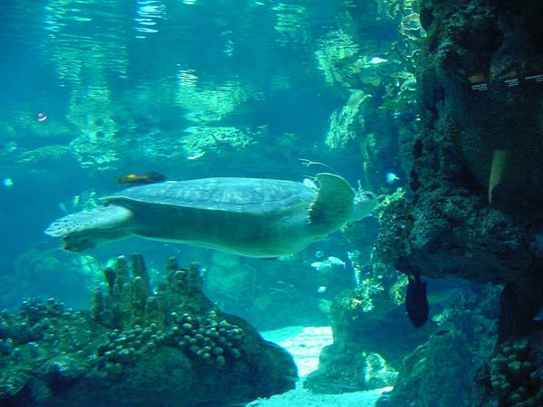 Sea turtle swimming among corals and rocks in the blue aquarium tank