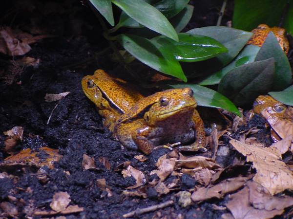 Orange and black frogs resting on dark soil among green leaves