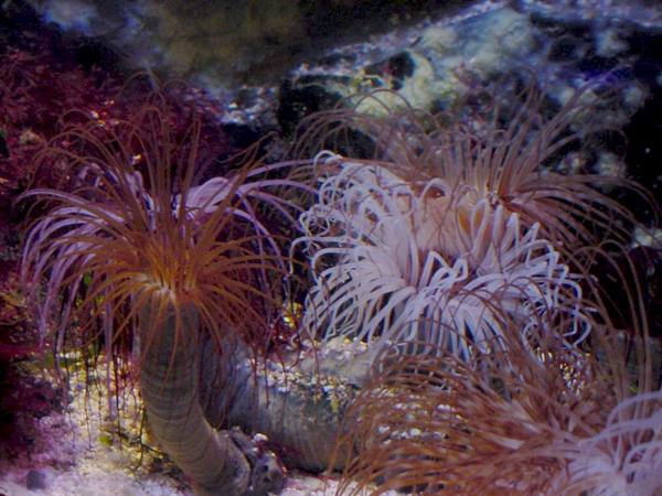 Anemones with long orange and white tentacles on sandy seabed