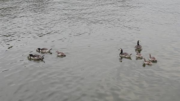 Barnacle geese swim with their goslings across rippled grey water