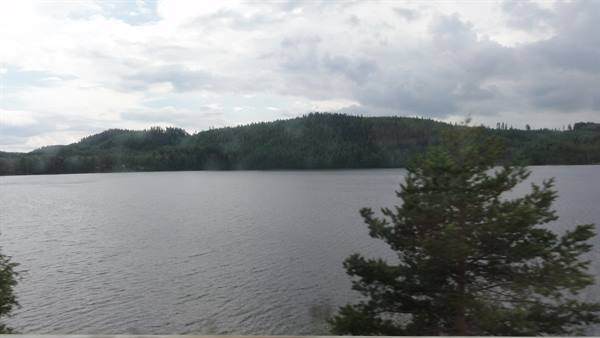 Grey lake with a fir tree in the foreground, forested hills under cloudy sky