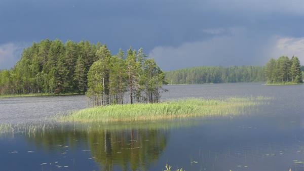Small island of reeds and pines reflected in lake under dark clouds