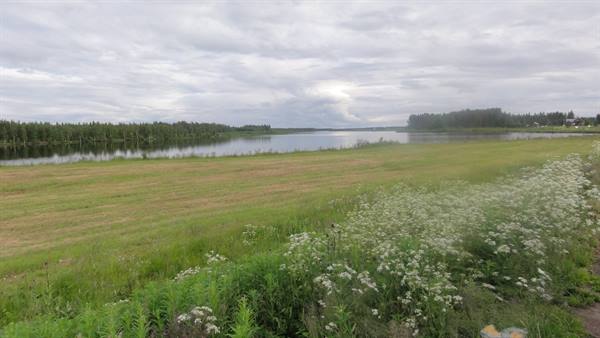 Flowering meadow before a lake surrounded by conifers, cloudy sky