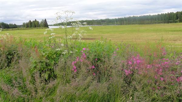 Pink and white wildflowers in front of green meadow and lake under cloudy sky
