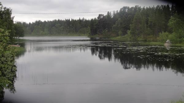 Lake surrounded by forest, water lilies on calm water, overcast sky