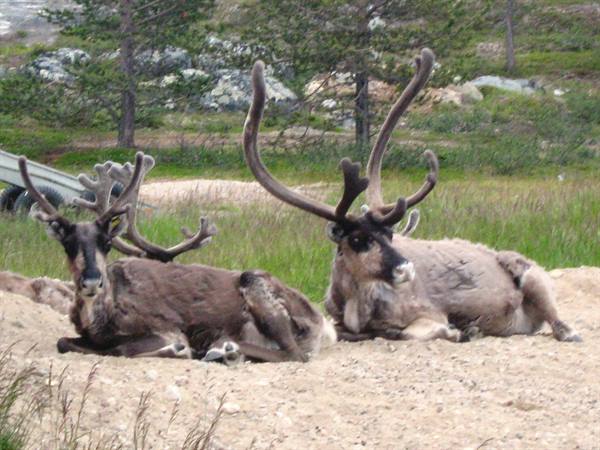 Two reindeer with huge branching antlers resting on sand among grass and firs